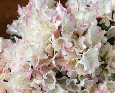 Rhododendron 'Ginny Gee'